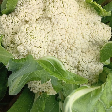 莱西有机菜花大量上市中