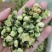 雪莲花茶雪莲茶干花雪莲花山茶花茶树花