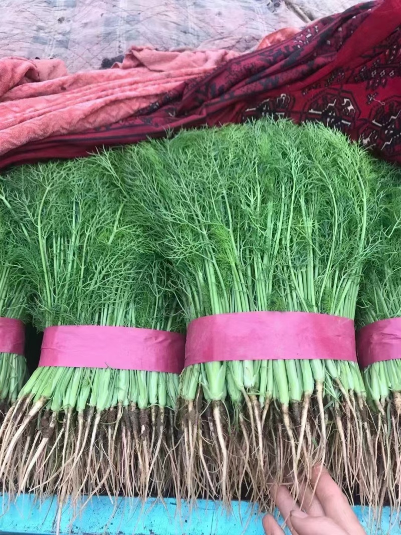 精品本地茴香支持各自包装产地直发质量保证