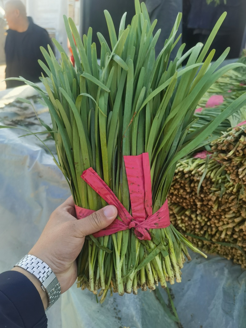 精品韭菜