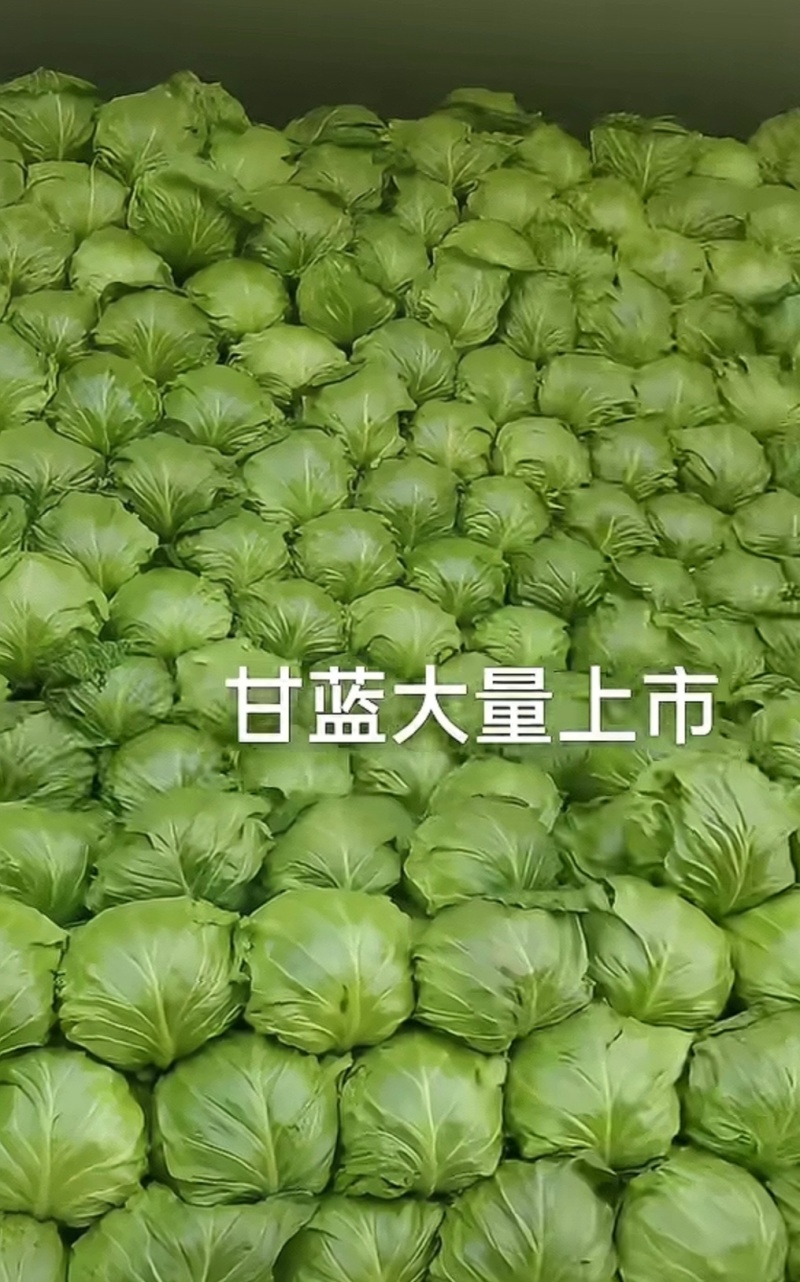 精品甘蓝包菜对接商超安需包装量大从优