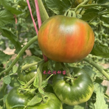 口感番茄苗草莓西红柿苗