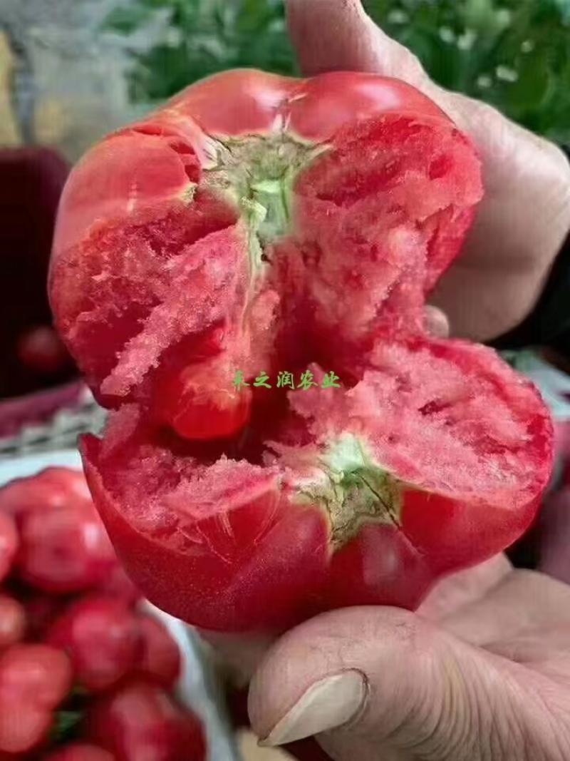 口感番茄苗草莓西红柿苗