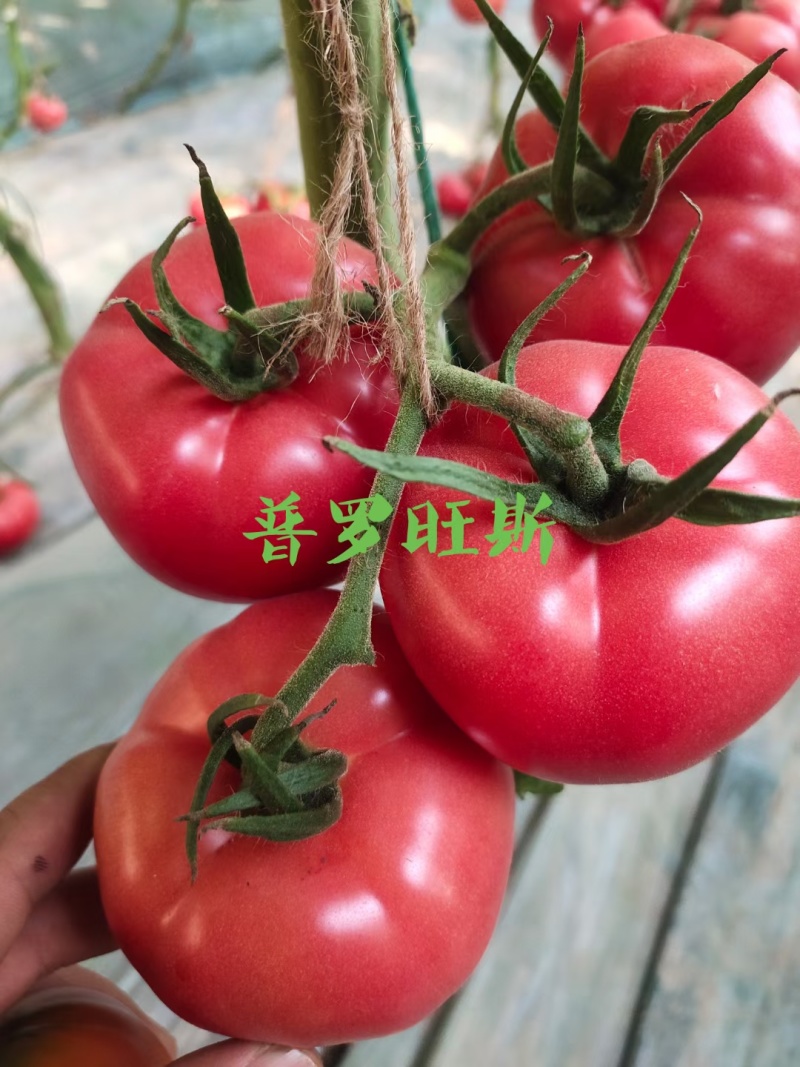 口感番茄苗草莓西红柿苗