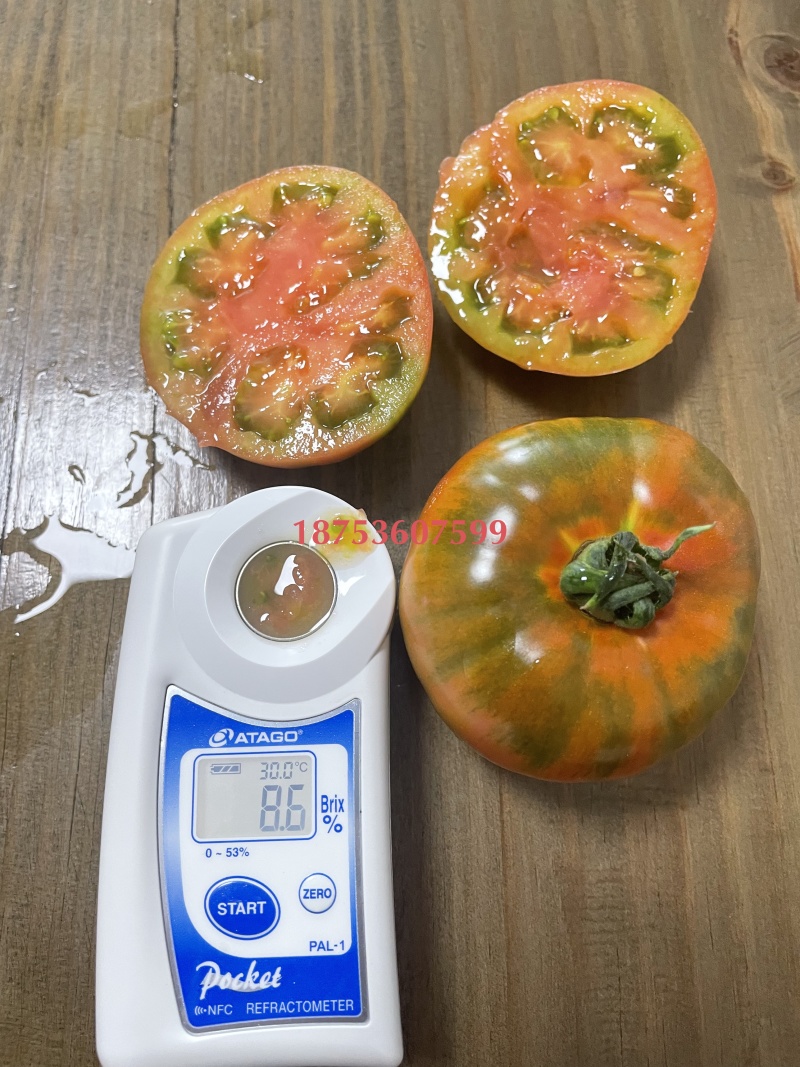 口感番茄苗草莓西红柿苗