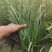 精品大叶韭菜