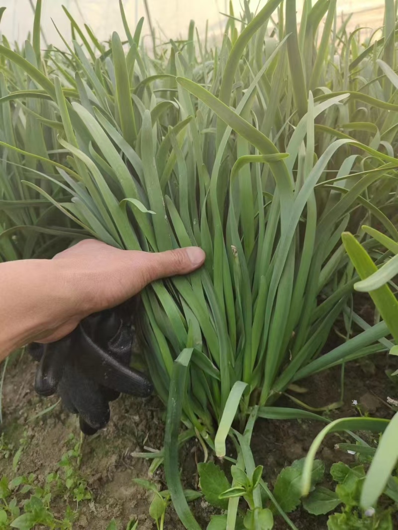 精品大叶韭菜