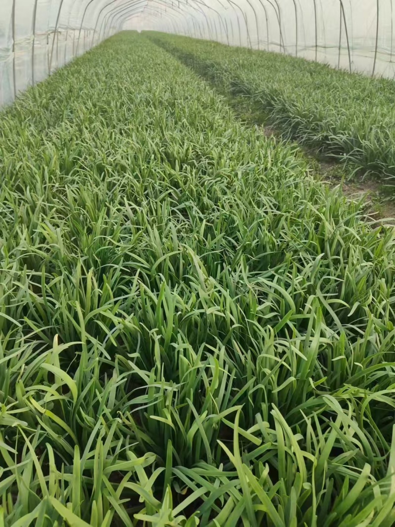 精品大叶韭菜