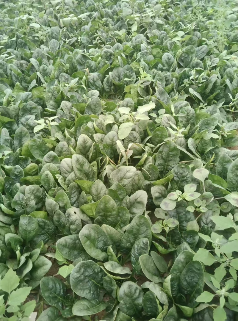 趴地波菜