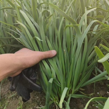 精品大叶韭菜