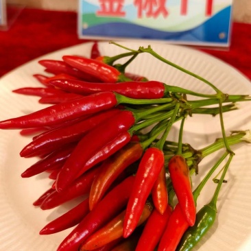 金椒11杂交新一代朝天椒种子，早熟，抗病能力强，商品性好