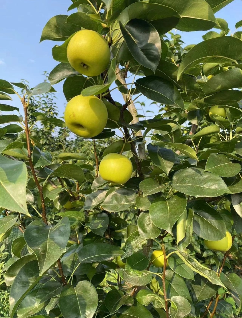 花皮翠冠梨一手货源产地直发对接全国量大从优欢迎