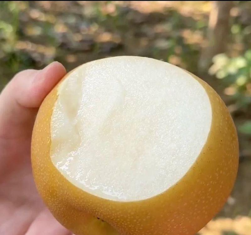 【实力】精品晚秋黄梨商丘产地直发，货源充足，诚信经营