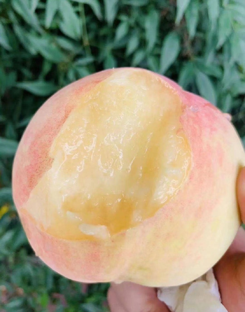 精品水蜜桃一手货源产地直发对接全国量大从优欢迎咨询
