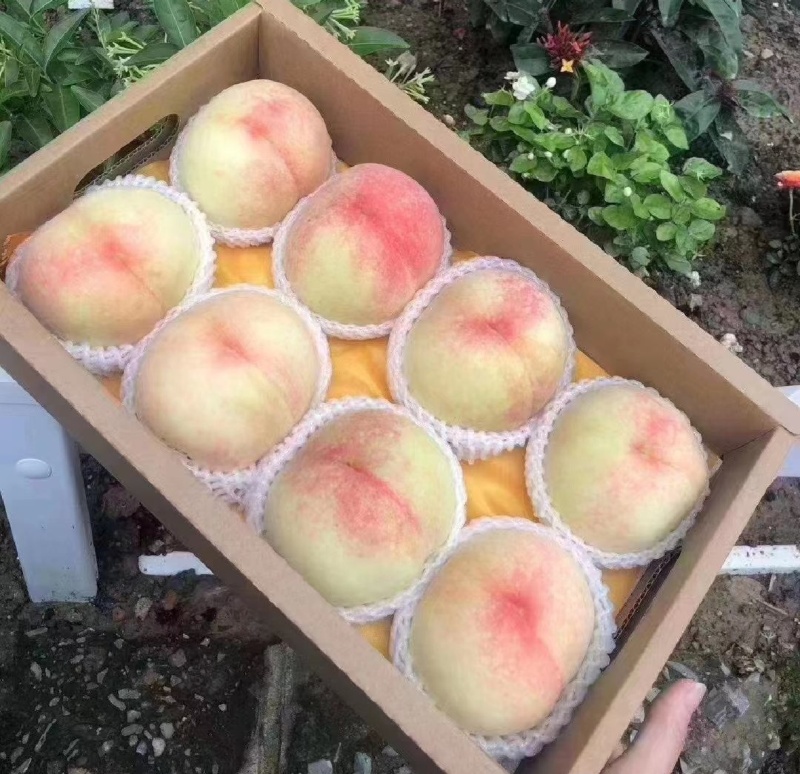 精品水蜜桃一手货源产地直发对接全国量大从优欢迎咨询