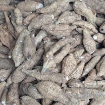 厂货葛根加工葛根淀粉高葛根