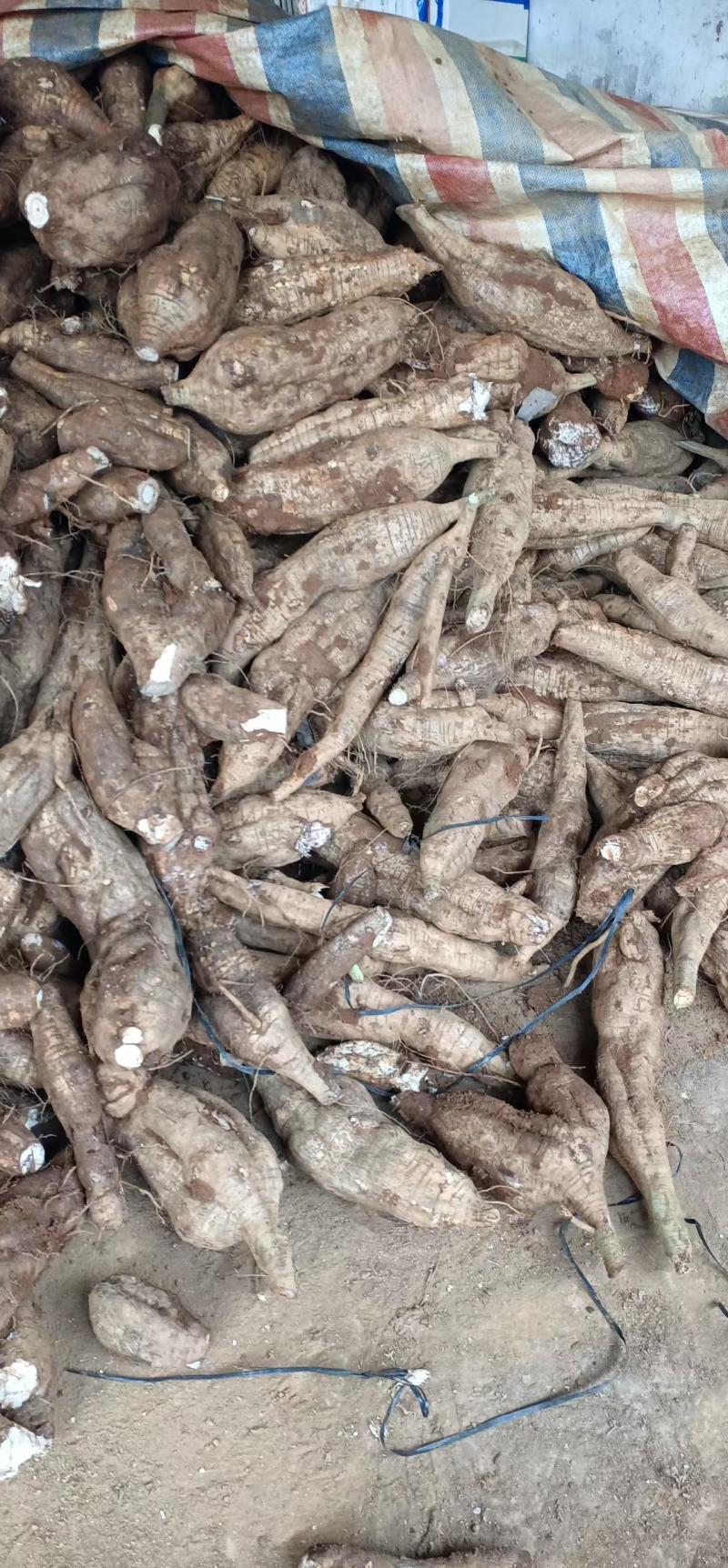 厂货葛根加工葛根淀粉高葛根