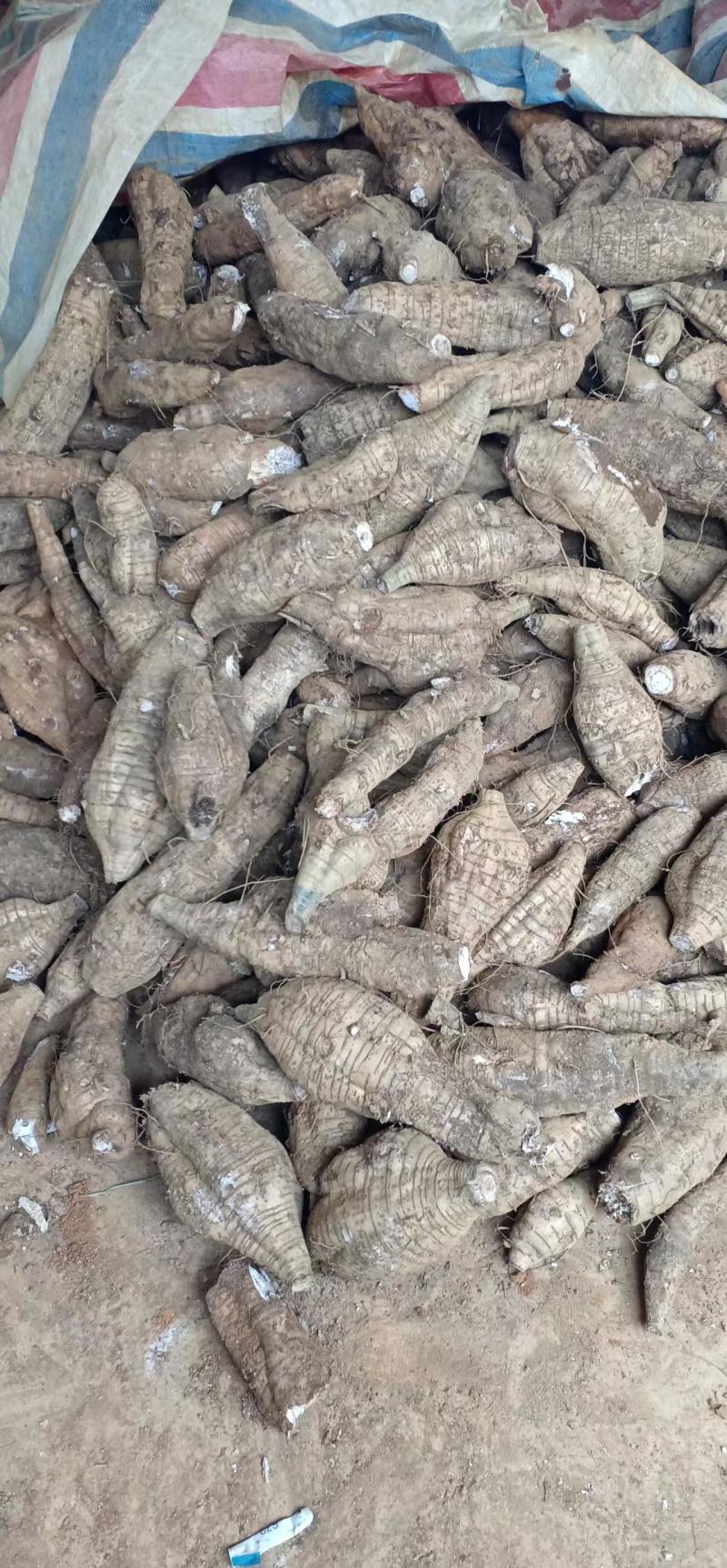 厂货葛根加工葛根淀粉高葛根
