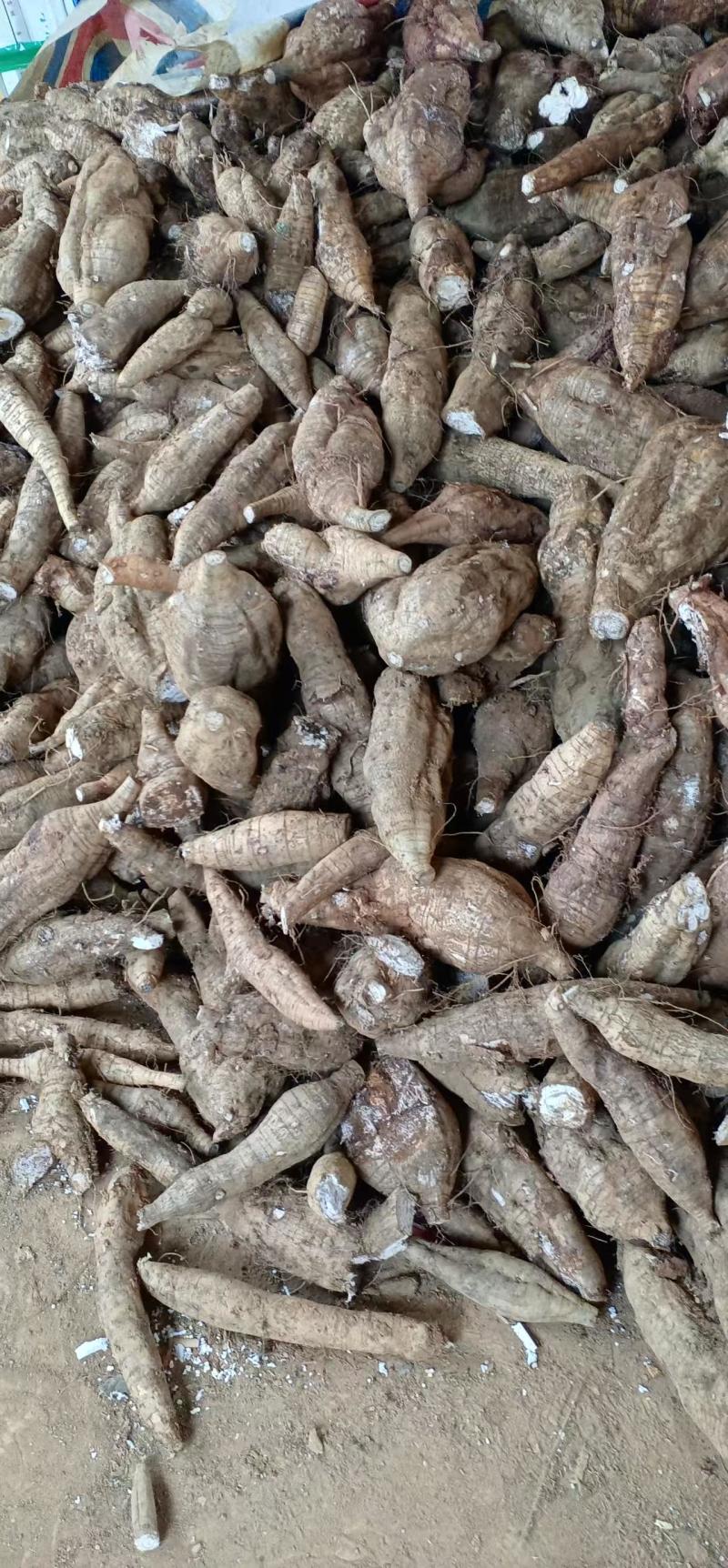 厂货葛根加工葛根淀粉高葛根