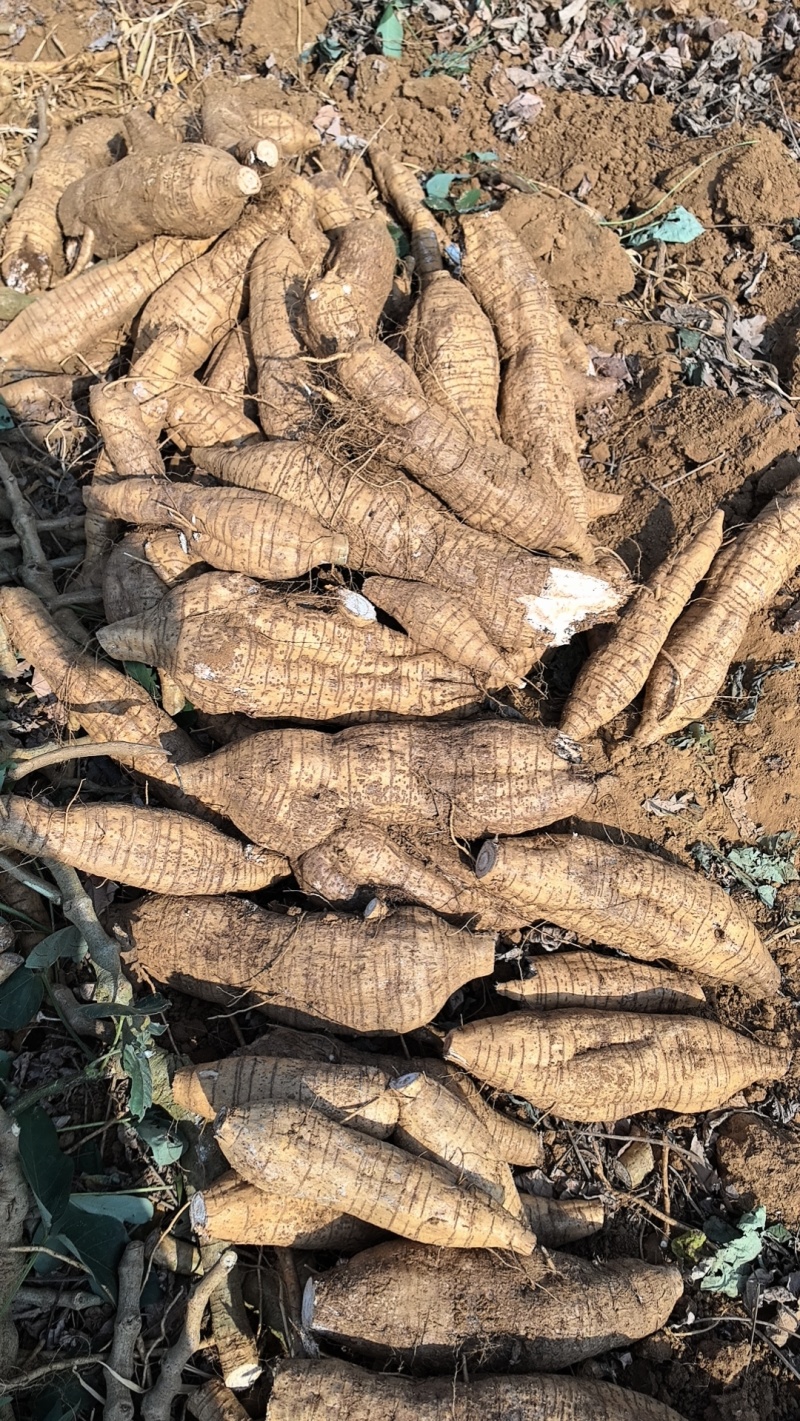 厂货葛根加工葛根淀粉高葛根