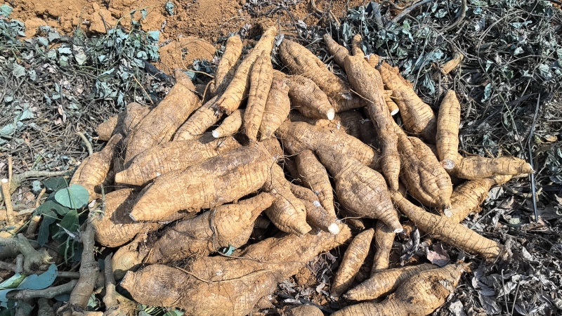 厂货葛根加工葛根淀粉高葛根