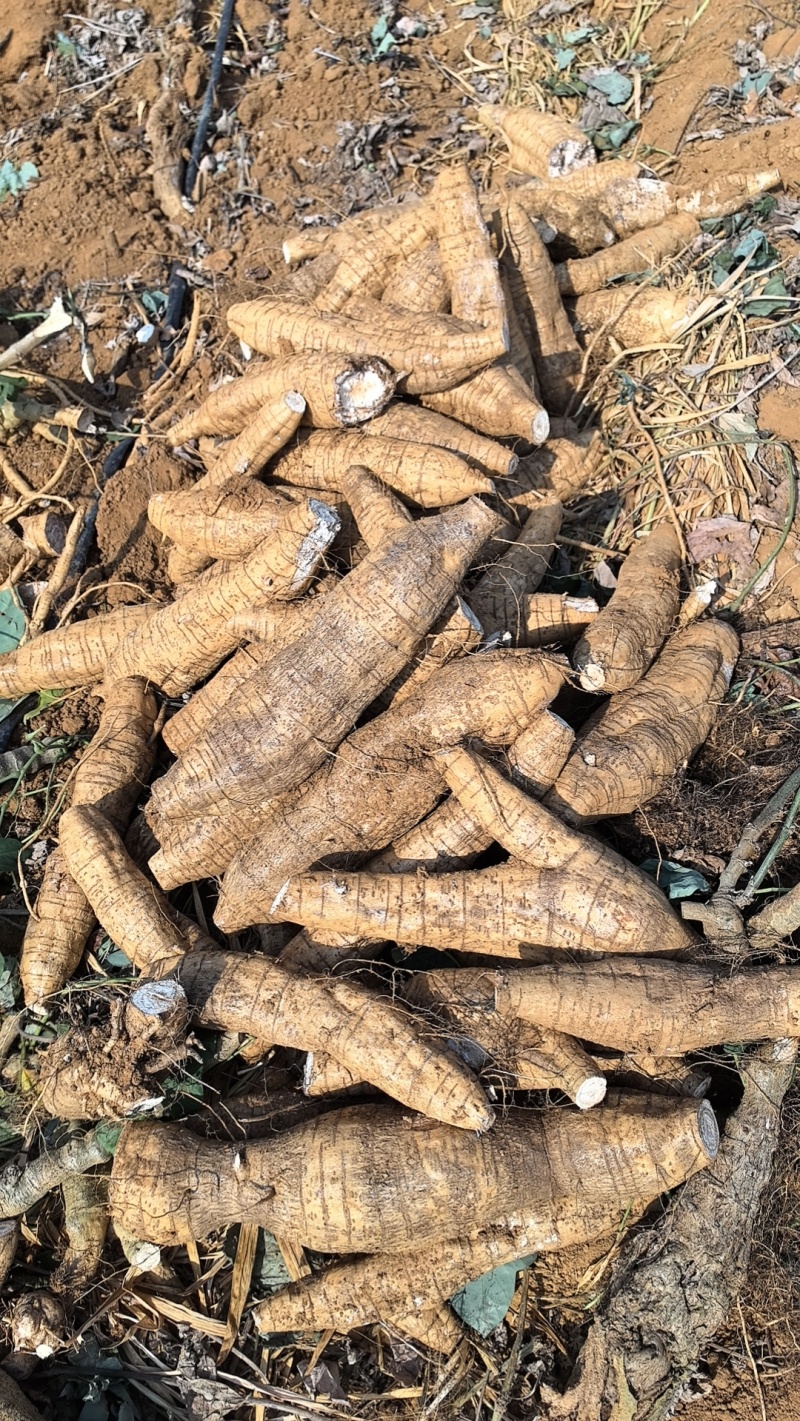 厂货葛根加工葛根淀粉高葛根