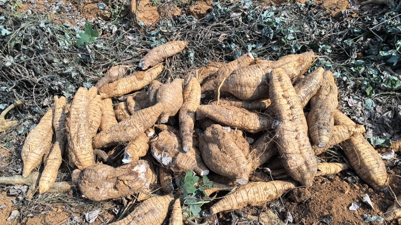 厂货葛根加工葛根淀粉高葛根