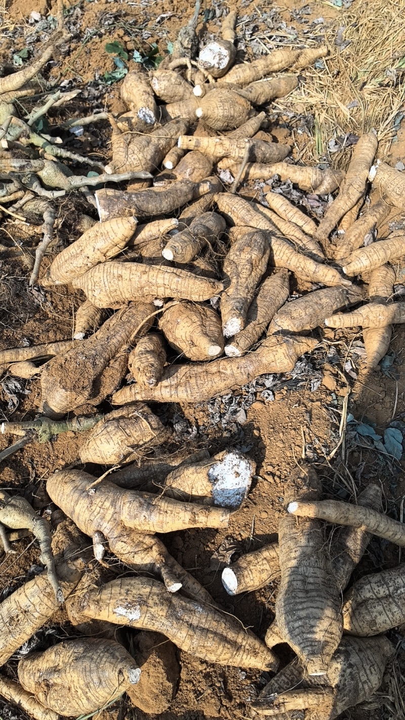 厂货葛根加工葛根淀粉高葛根