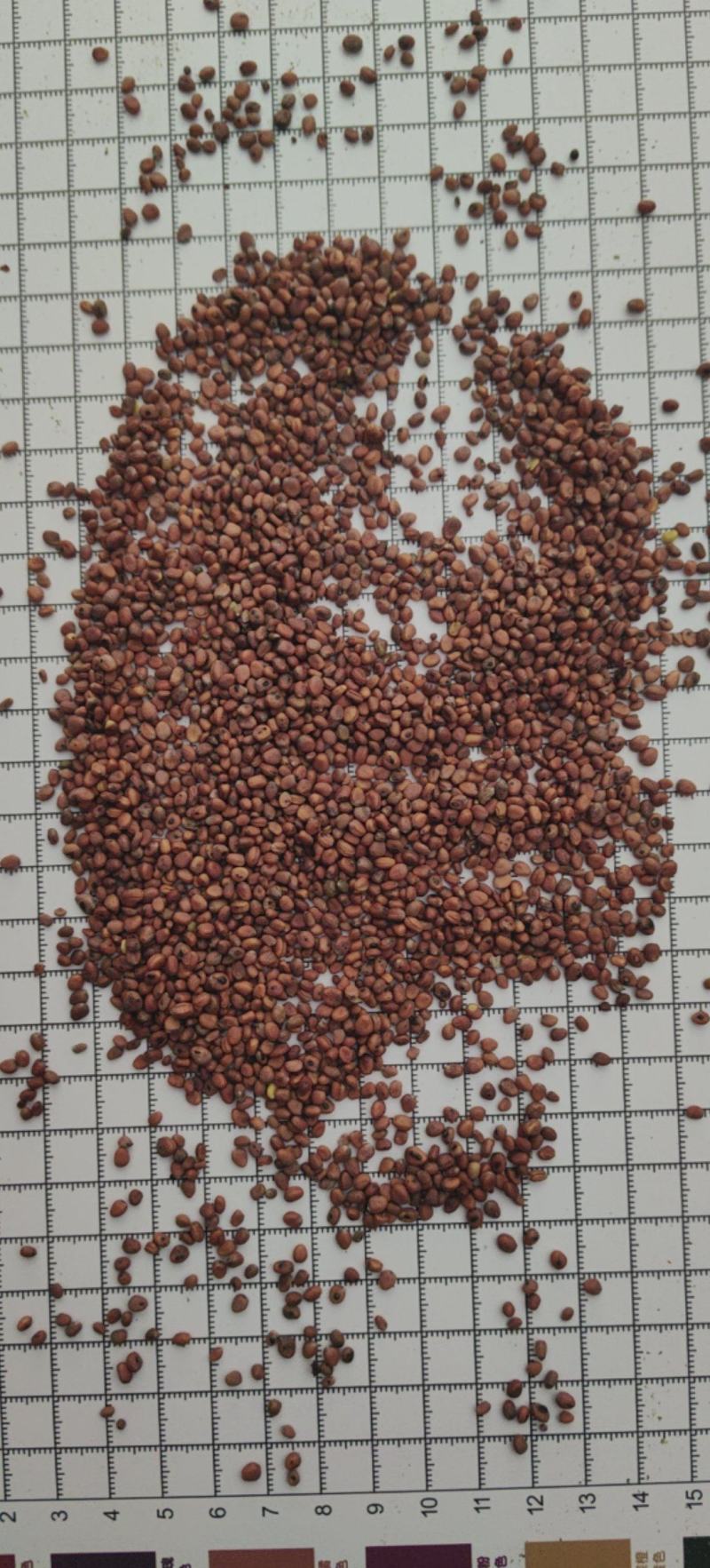 莱菔子优质货源卜子炒莱菔子产地直销一手货源