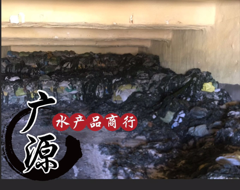 海带边食品饲料喂鲍鱼海参