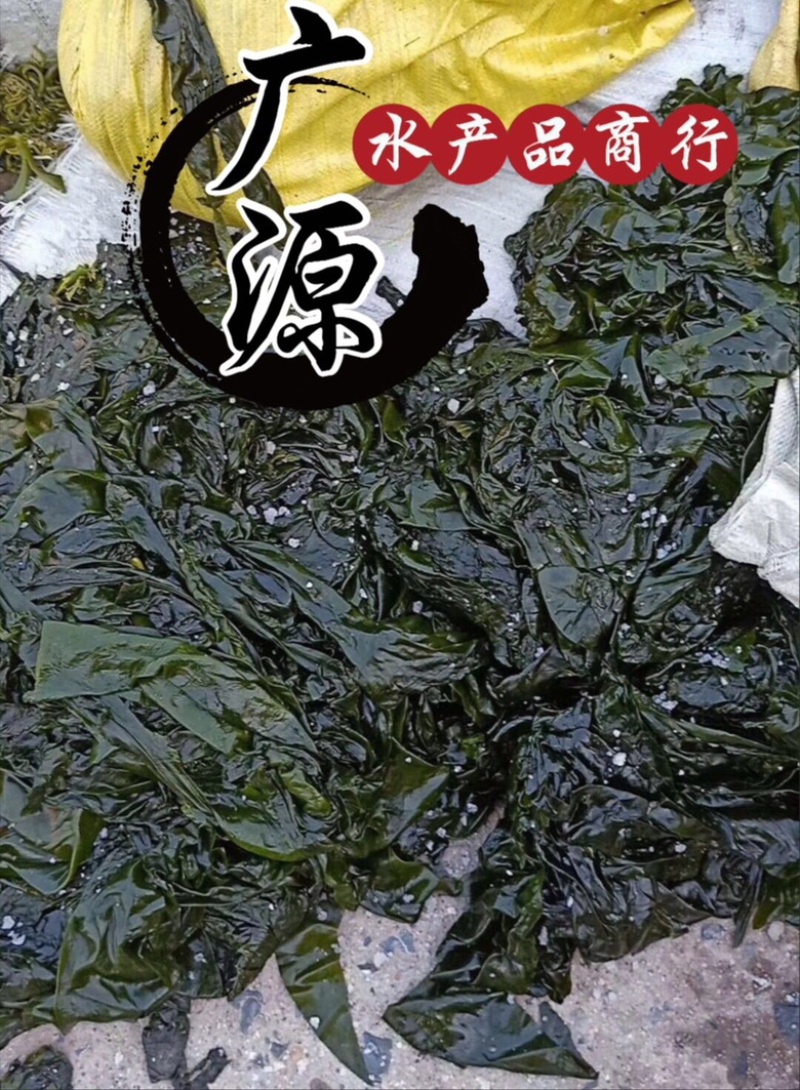 海带边食品饲料喂鲍鱼海参
