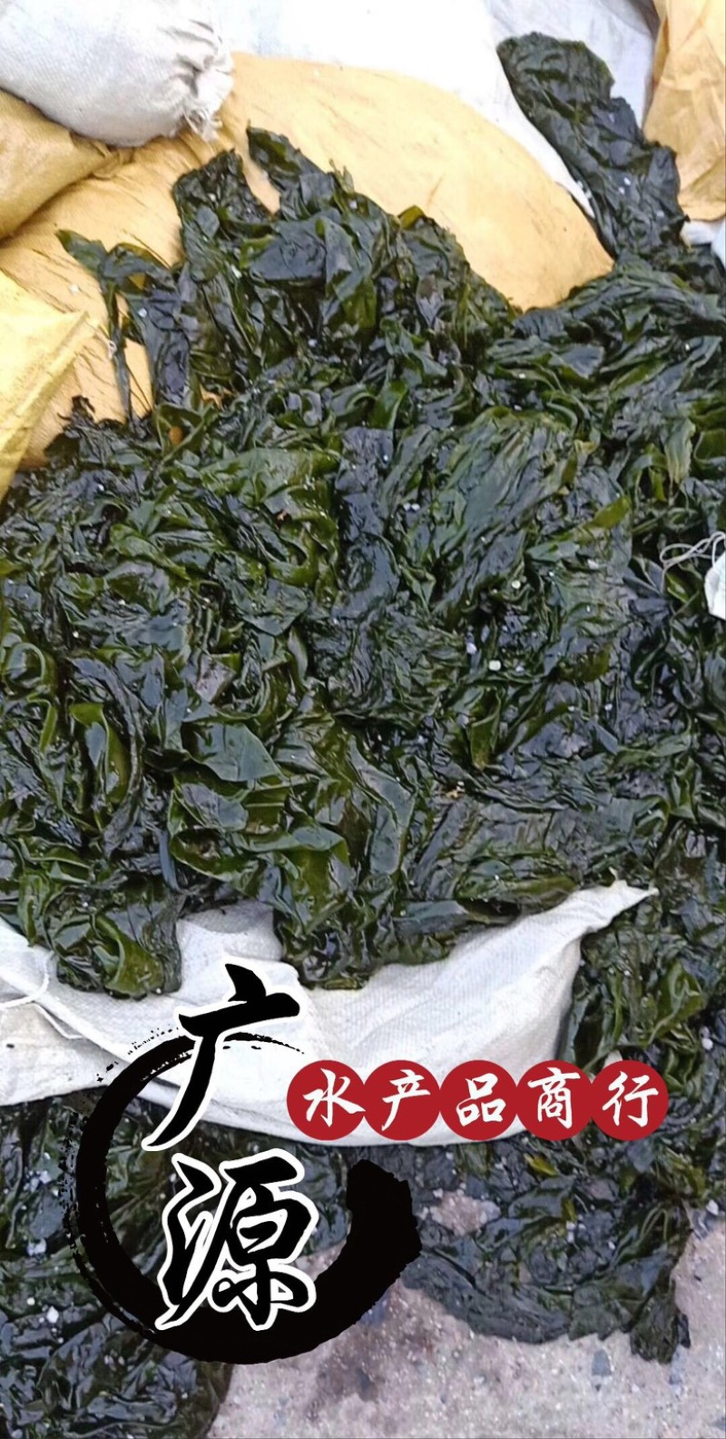 海带边食品饲料喂鲍鱼海参