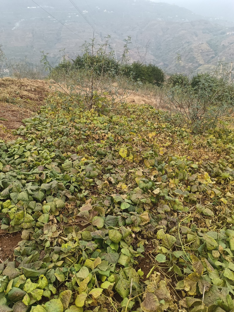 云南昭通彝良地瓜土瓜