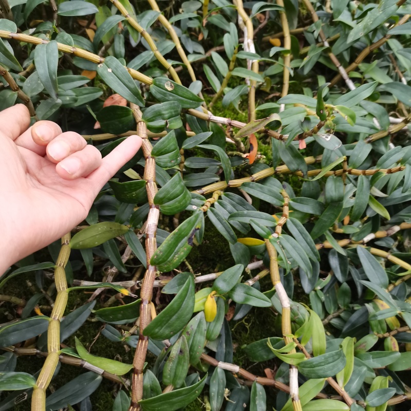 浙江品种铁皮石斛，中粗条、细条绿杆、日照充足、胶质饱满