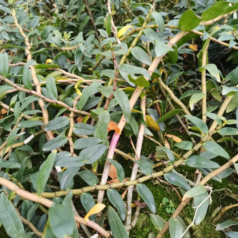 浙江品种铁皮石斛，中粗条、细条绿杆、日照充足、胶质饱满