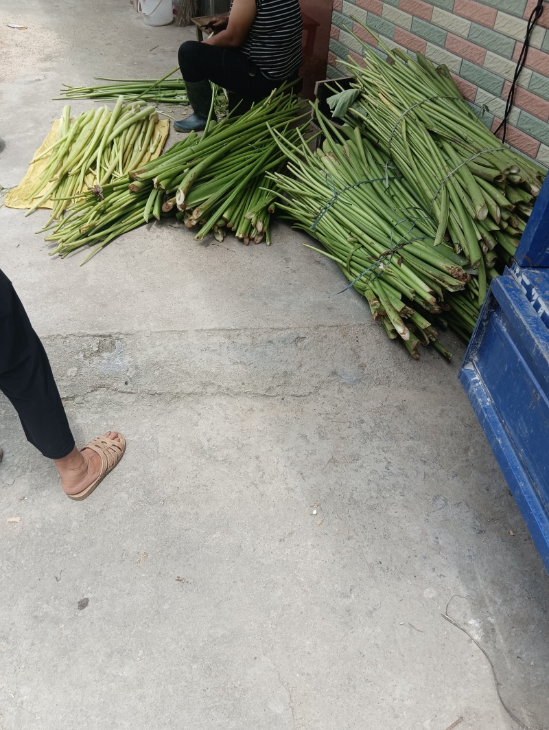 芋苗酸一手货源品质保障量大从优价格美丽