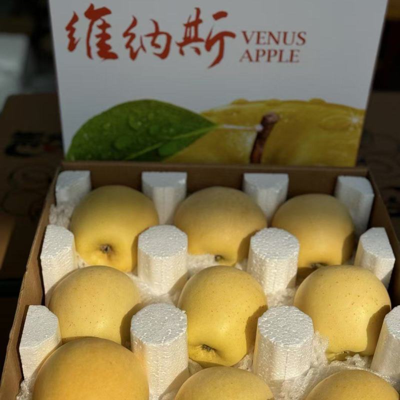 沂蒙山区正宗维纳斯黄金苹果