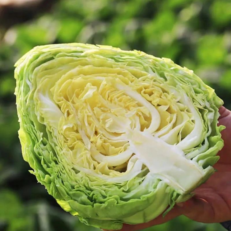 精品牛心甘蓝牛心包菜大量供应对接各大市场商超电商加工