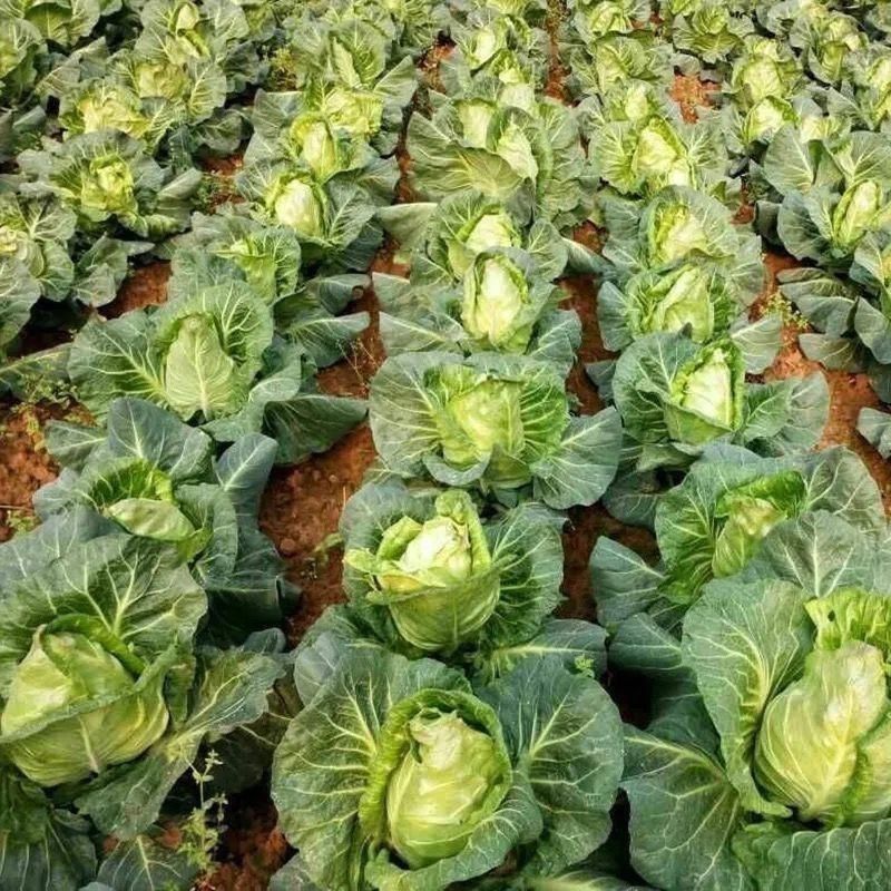 精品牛心甘蓝牛心包菜大量供应对接各大市场商超电商加工
