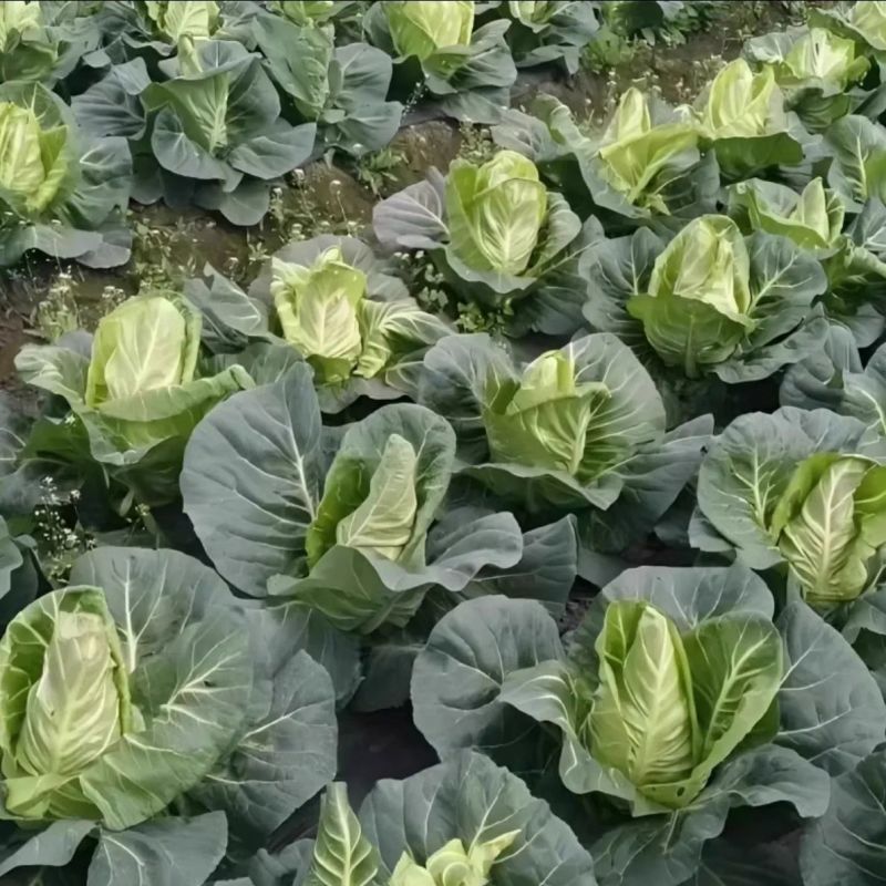 精品牛心甘蓝牛心包菜大量供应对接各大市场商超电商加工