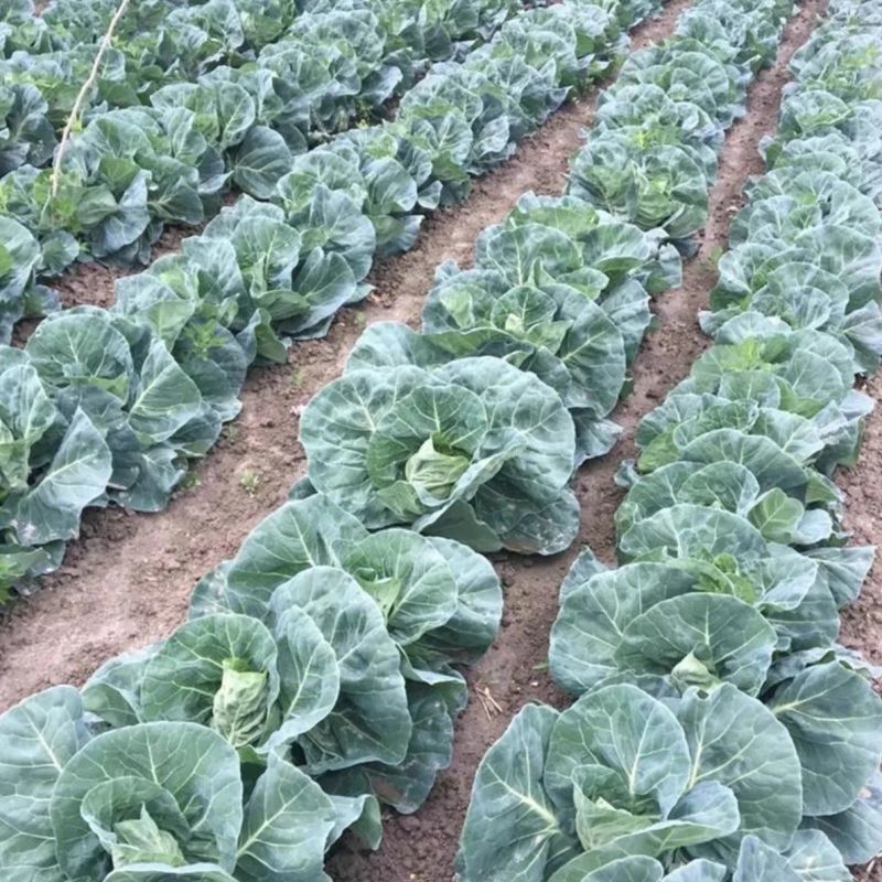 精品牛心甘蓝牛心包菜大量供应对接各大市场商超电商加工