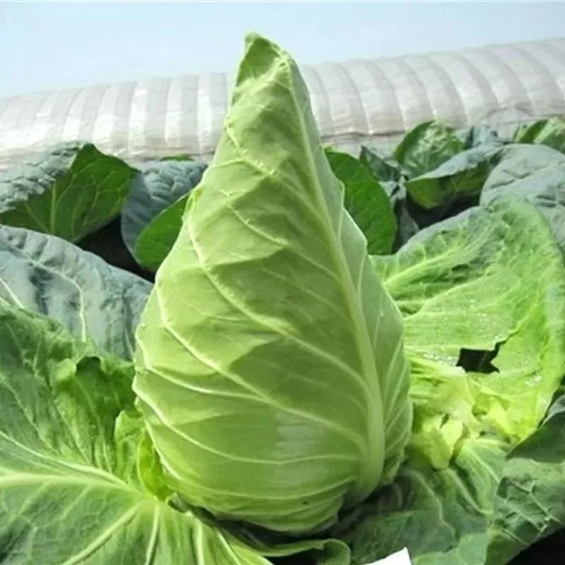 精品牛心甘蓝牛心包菜大量供应对接各大市场商超电商加工