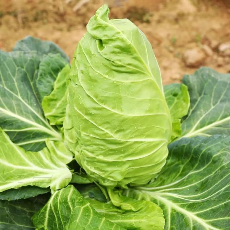 精品牛心甘蓝牛心包菜大量供应对接各大市场商超电商加工