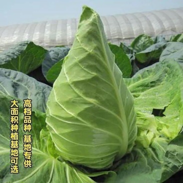 精品牛心甘蓝牛心包菜大量供应对接各大市场商超电商加工