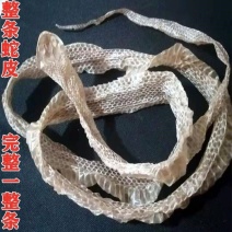 自然脱落一整条有头有尾蛇蜕蛇退龙衣蛇皮长虫皮青龙衣蛇壳中
