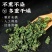 今年新货霜后桑叶茶正品特级新鲜霜后桑叶搭中药材