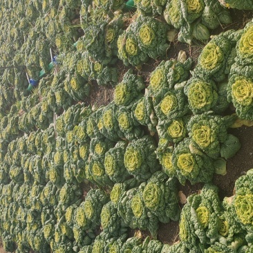 精品黄心乌塌菜基地直发100亩