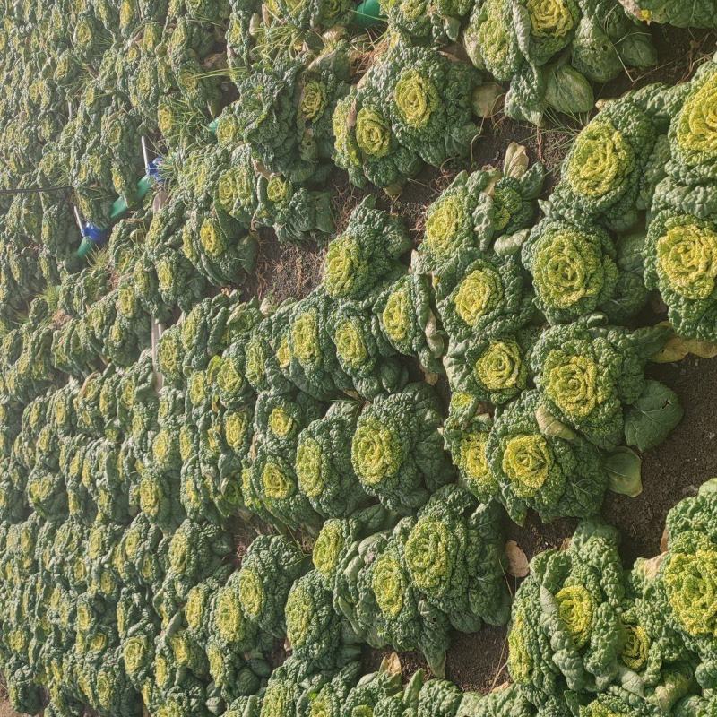 精品黄心乌塌菜基地直发100亩