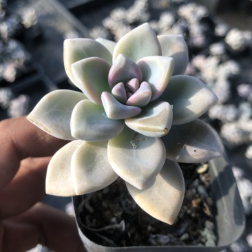 山东济南精品多肉植物【淡雪】小桩单双混发