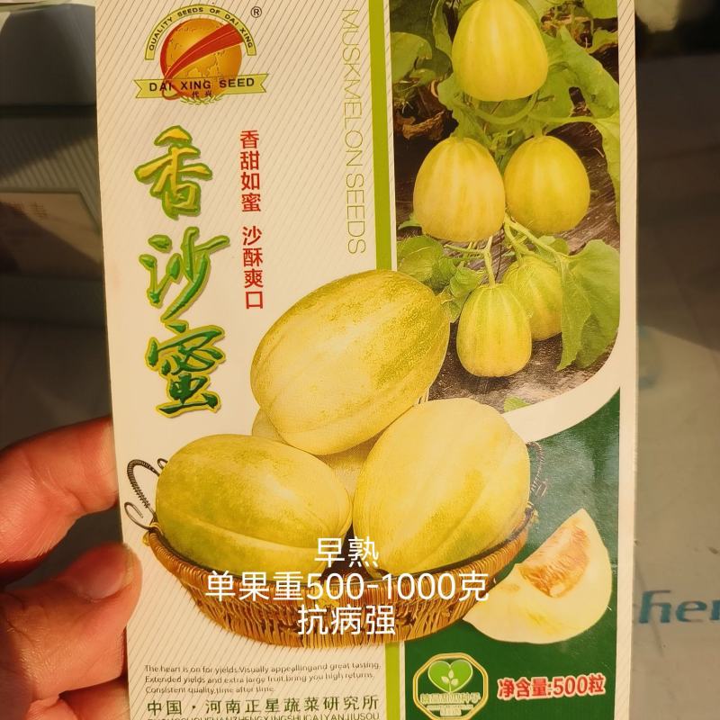 香沙蜜甜瓜种子花后28天左右成熟糖度20度易坐果吊爬可以